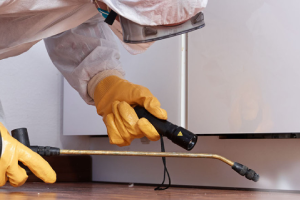 Messie Schädlingsbekämpfung Rüsselsheim Am Main